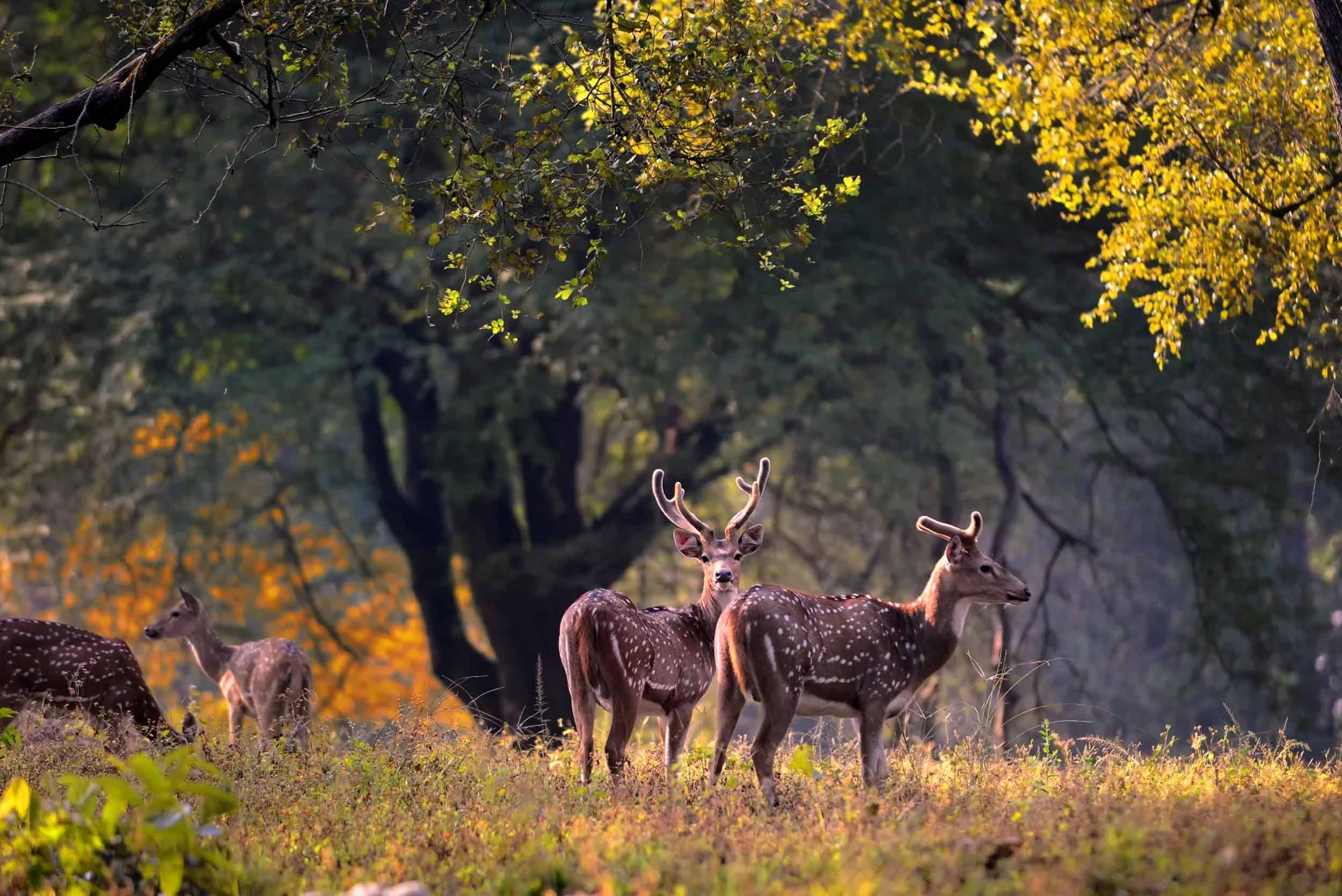 kanha